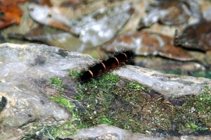 Borneo_1061e