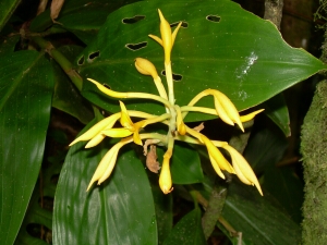Borneo_1071