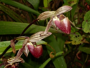 Borneo_1072