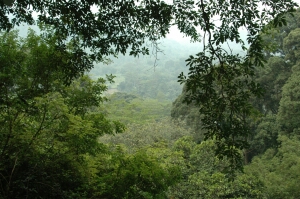 Borneo_1108