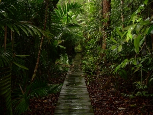Borneo_118