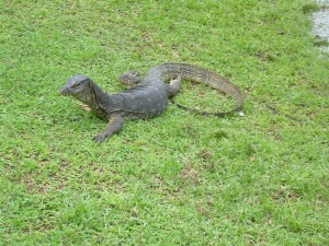 Borneo_1190