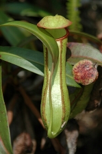 Borneo_170e