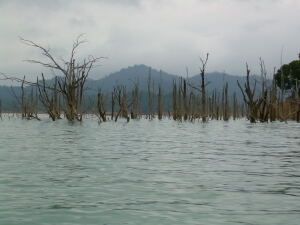 Borneo_223