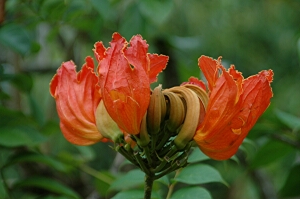 Borneo_375e