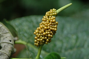 Borneo_421e