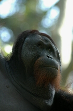 Borneo_545e