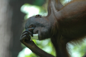 Borneo_568