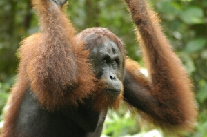Borneo_614