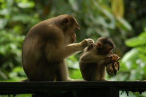 Borneo_619
