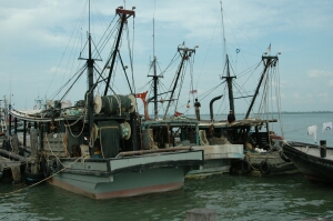 Borneo_646
