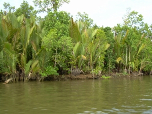 Borneo_685
