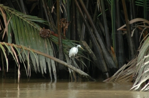Borneo_700