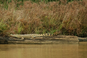 Borneo_875e