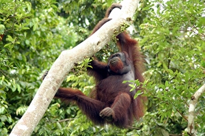 Borneo_877e