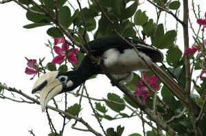 Borneo_912