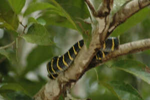 Borneo_920