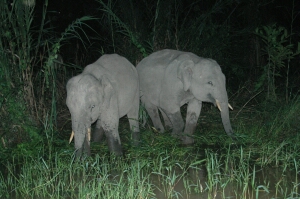 Borneo_926