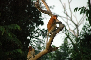Borneo_943e