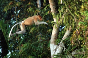 Borneo_944e