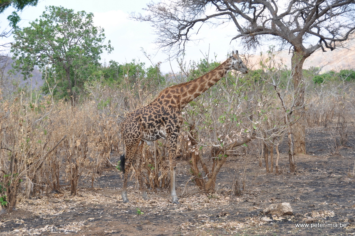Tanzania All Peter-Mia-0036