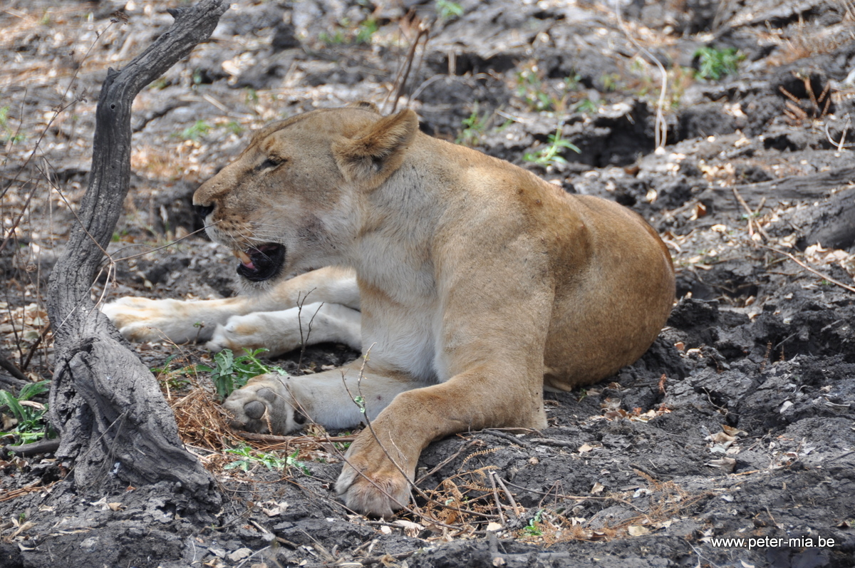 Tanzania All Peter-Mia-1220