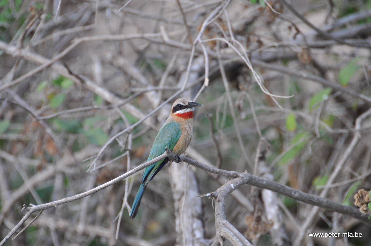 Tanzania All Peter-Mia-1277