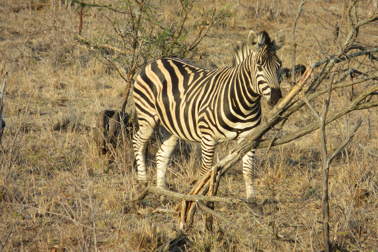 2016 Zuid Afrika (selectie) - 18 van 66