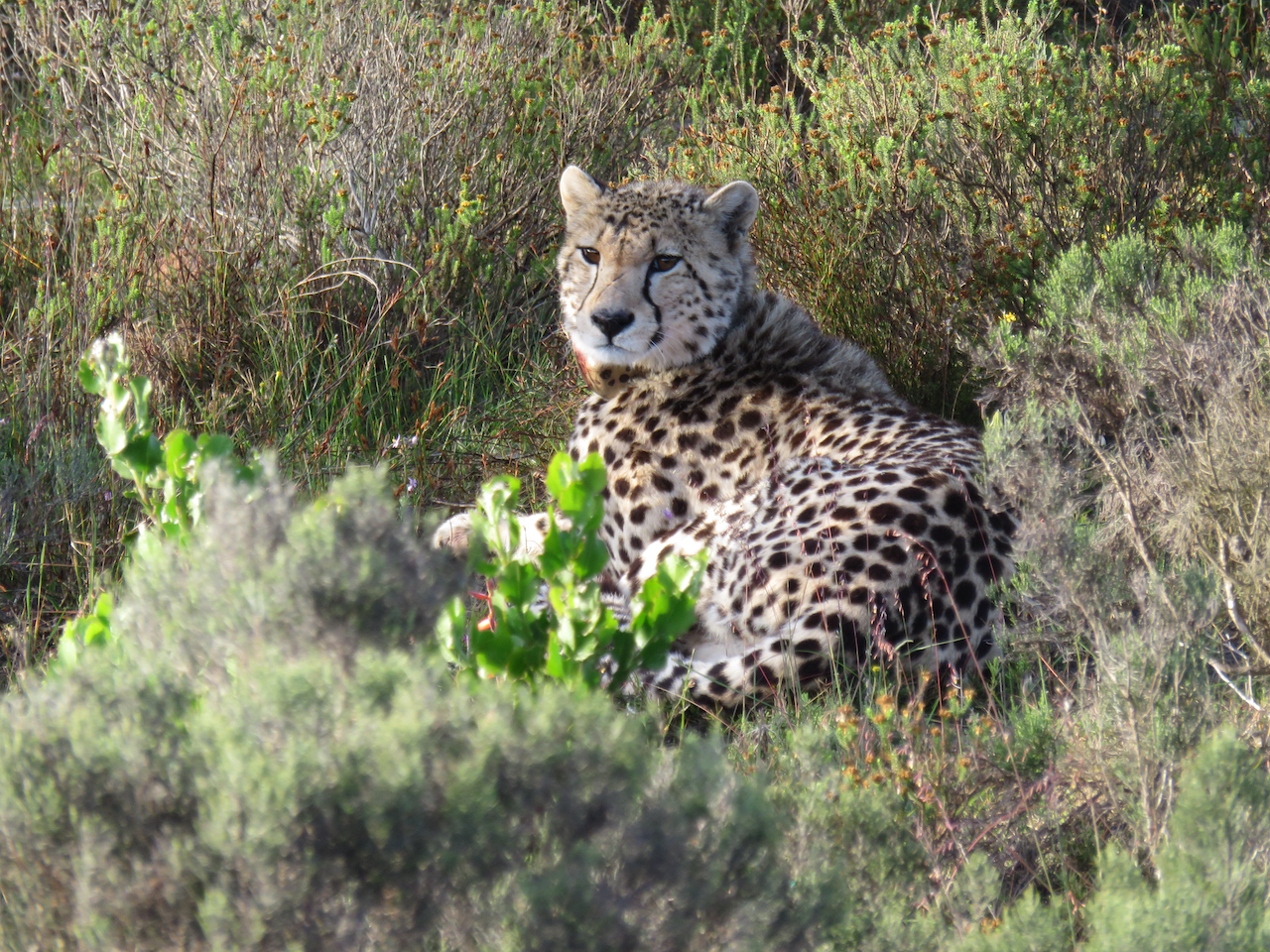 2016 Zuid Afrika (selectie) - 38 van 66