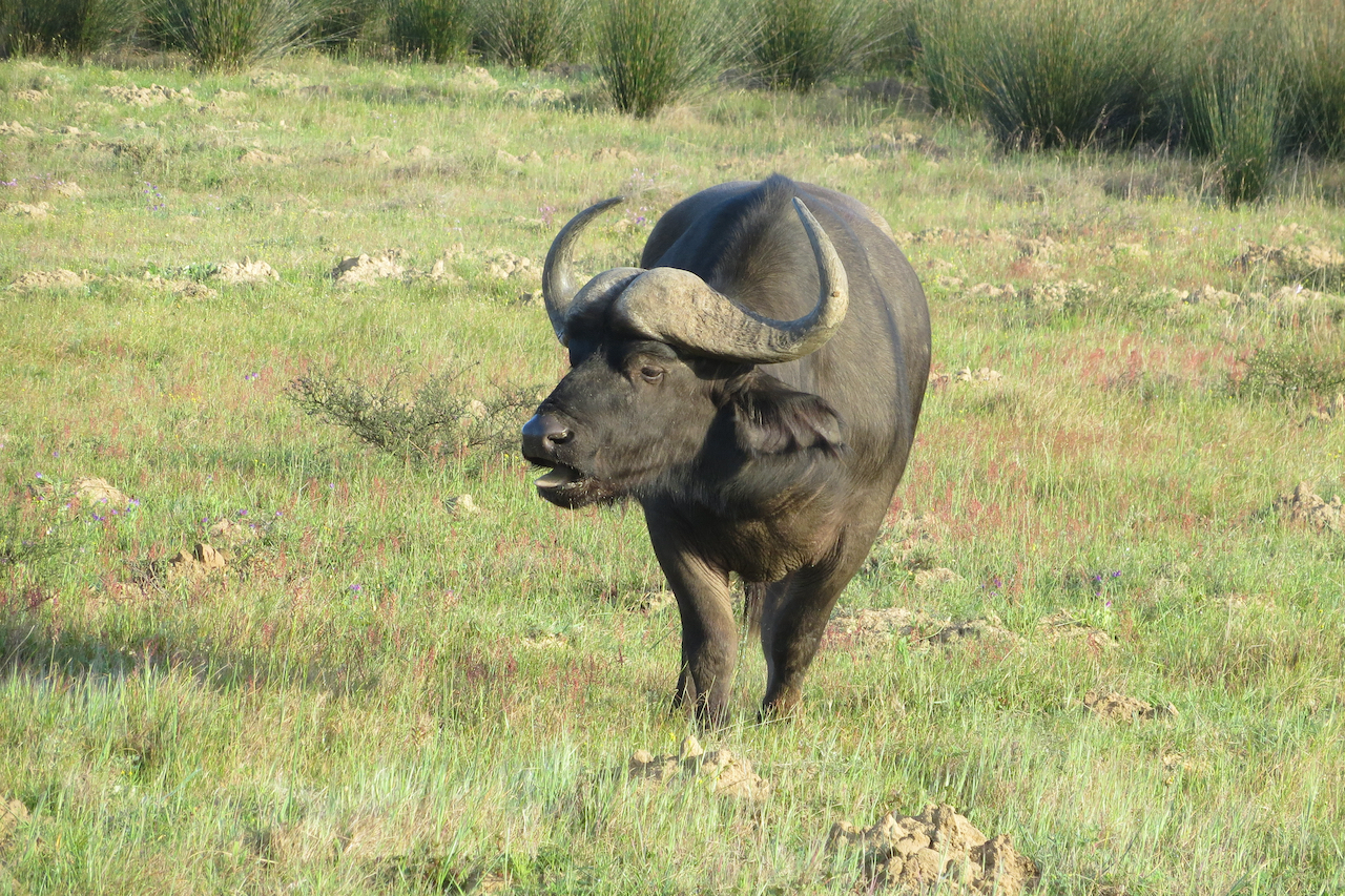 2016 Zuid Afrika (selectie) - 40 van 66